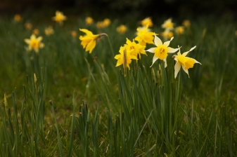 Last of the daffodils